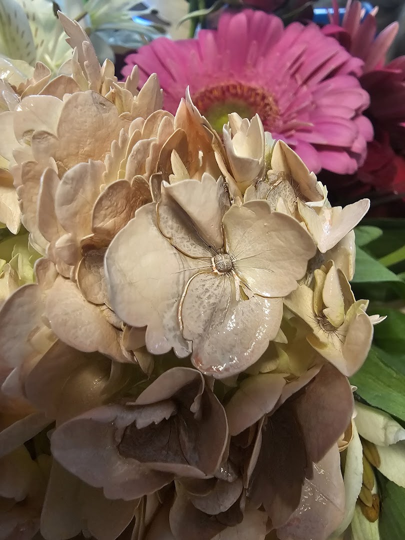 Cleopatra Flowers — photo 8